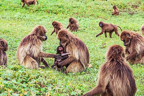 Ethiopia. North Gondar. Simien Mountains National Park. Mother and baby Gelada baboon in a troop. Art Print